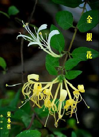 金銀花茶