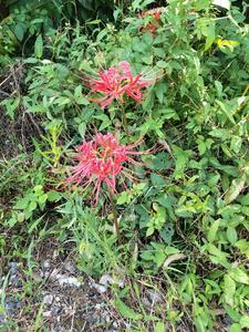 四合院之重回开始的时候 四合院之重回开始的时候